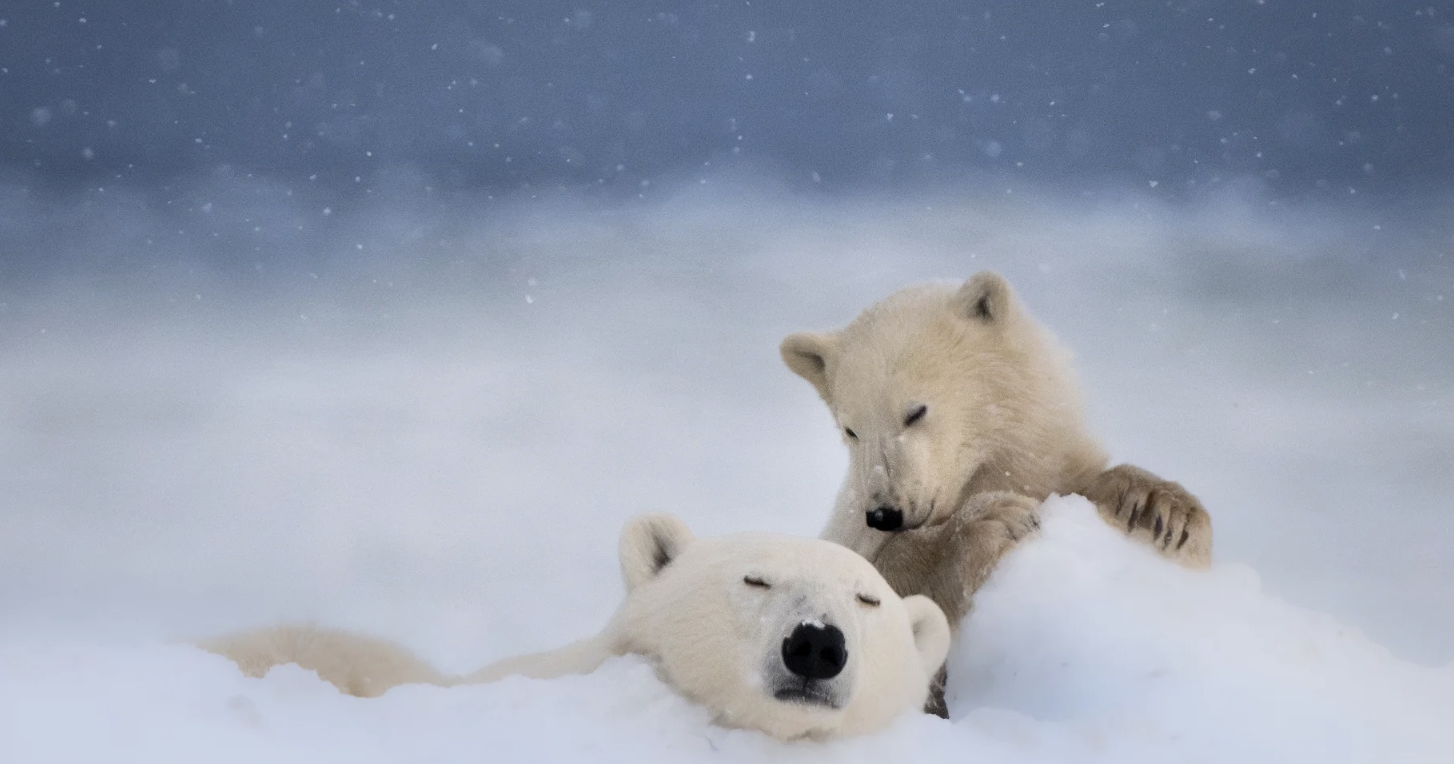 Polar Bears_Kristi Odom_Photography workshop with Tamara Lackey